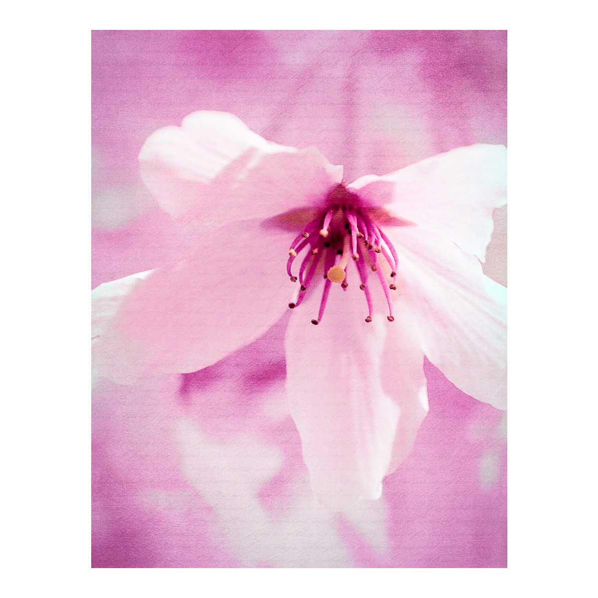 Pink Blossom