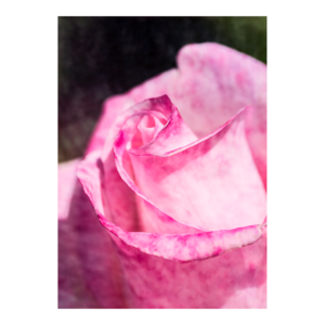 Textured Pink Rose