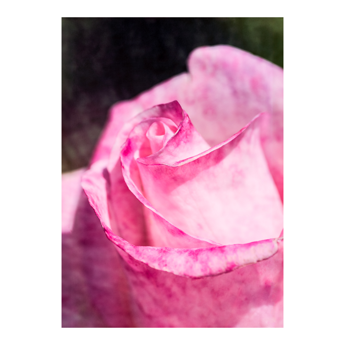 Textured Pink Rose