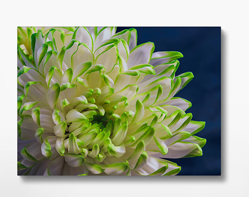 Chrysanthemum Canvas