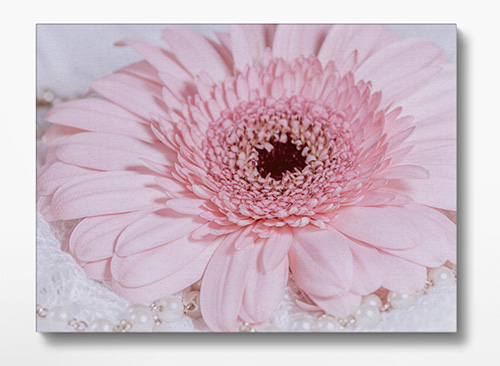 Gerbera Canvas