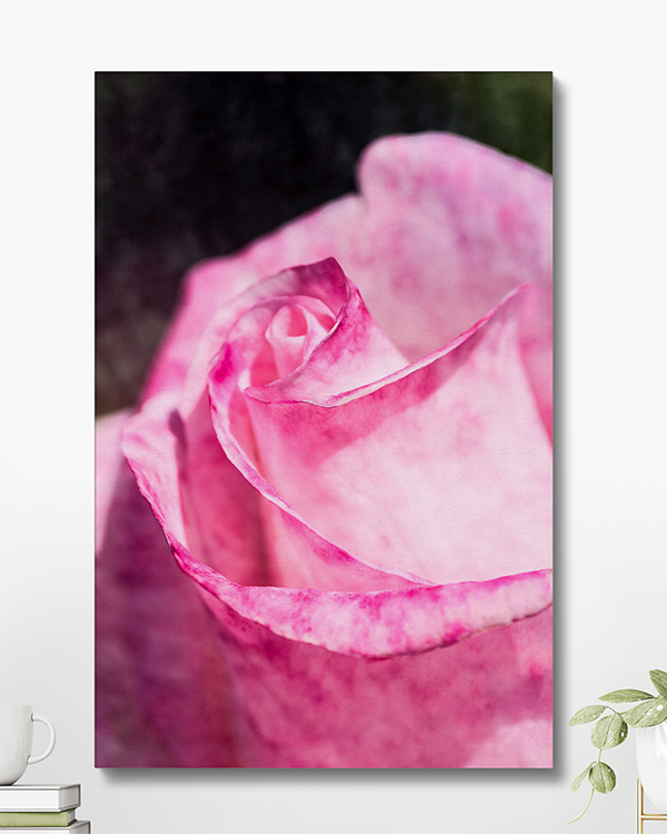 Canvas Photography Textured Pink Rose