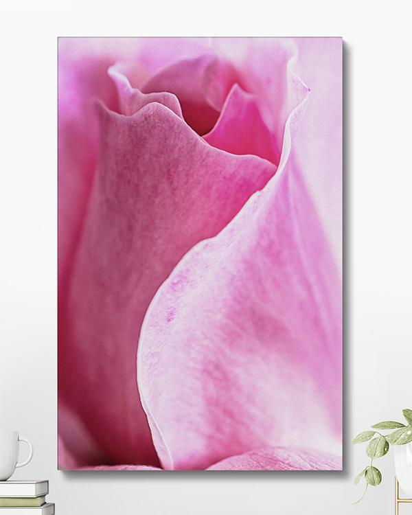 Canvas Curvy Rose Photograph