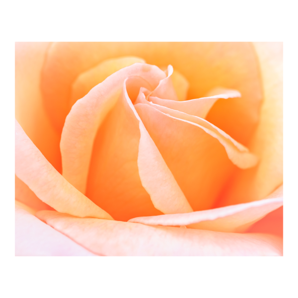 Apricot Rose