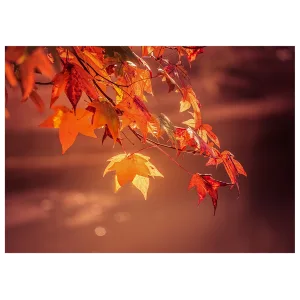 Red and orange maple leaves backlit by the sun during autumn.