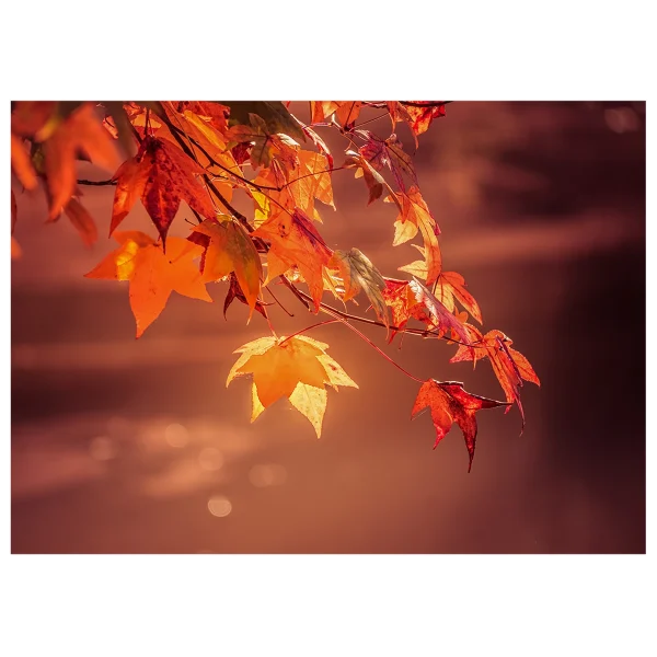 Red and orange maple leaves backlit by the sun during autumn.