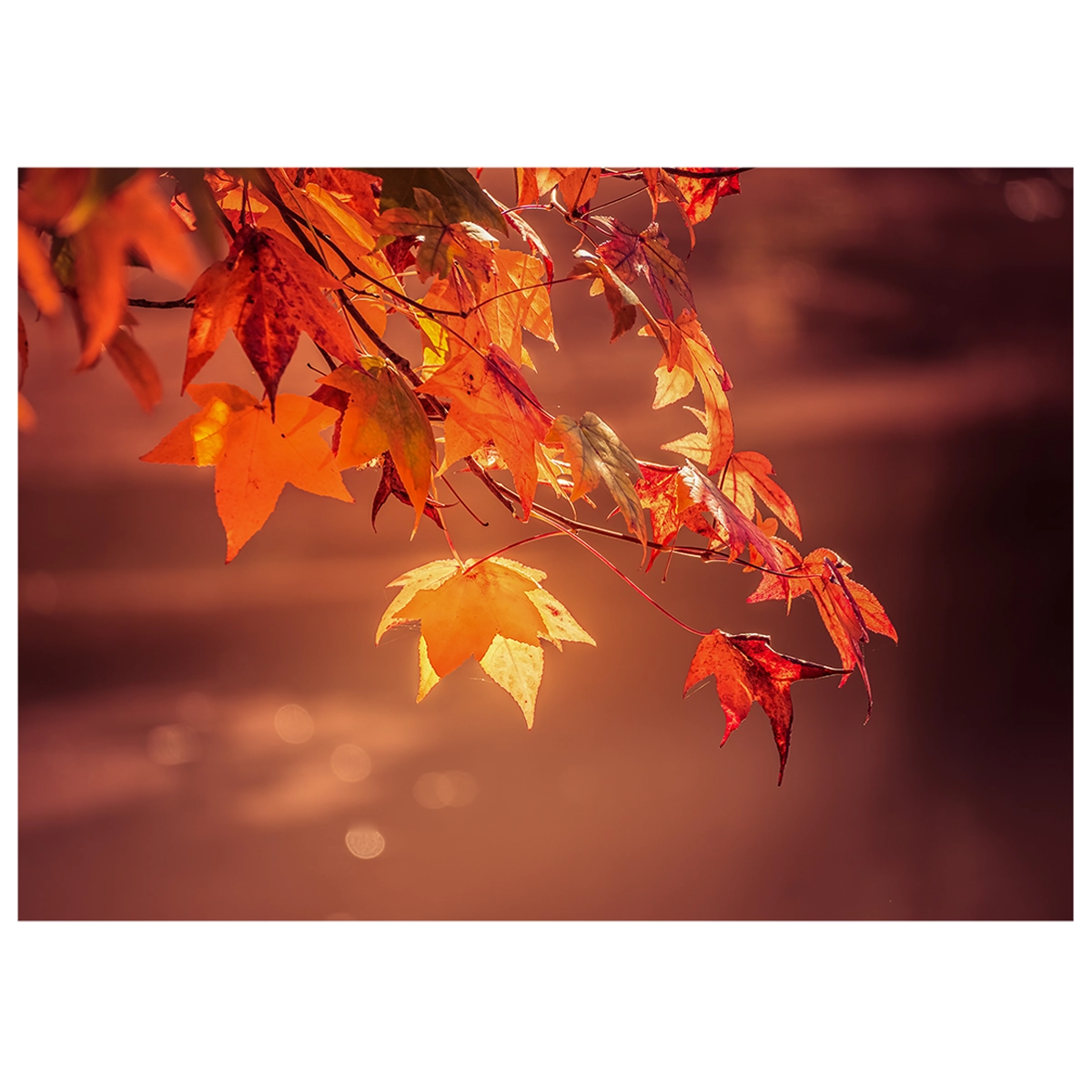 Red and orange maple leaves backlit by the sun during autumn.