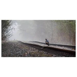 Solitary quail perched on an old railway in Ohura on a misty morning.