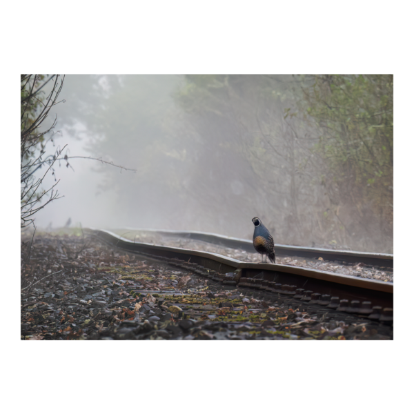 Bird on a Rail