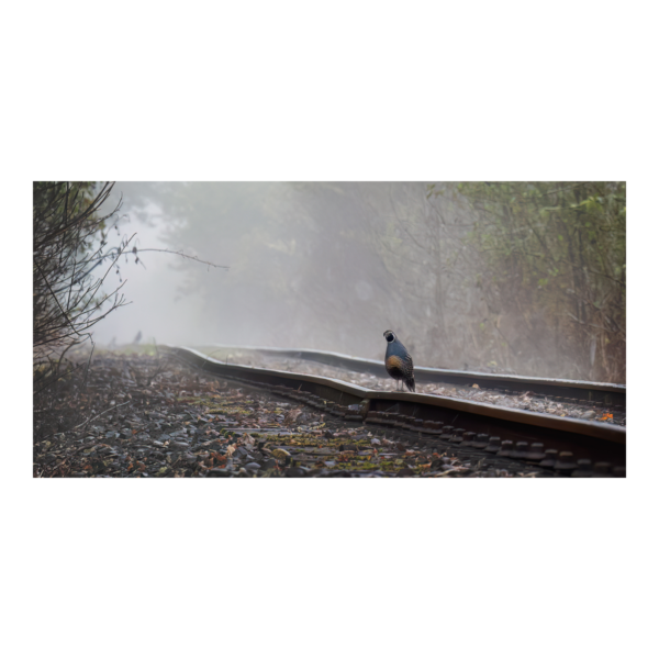 Bird on a Rail