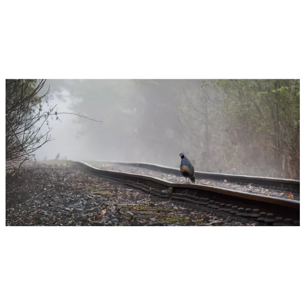 Bird on a Rail