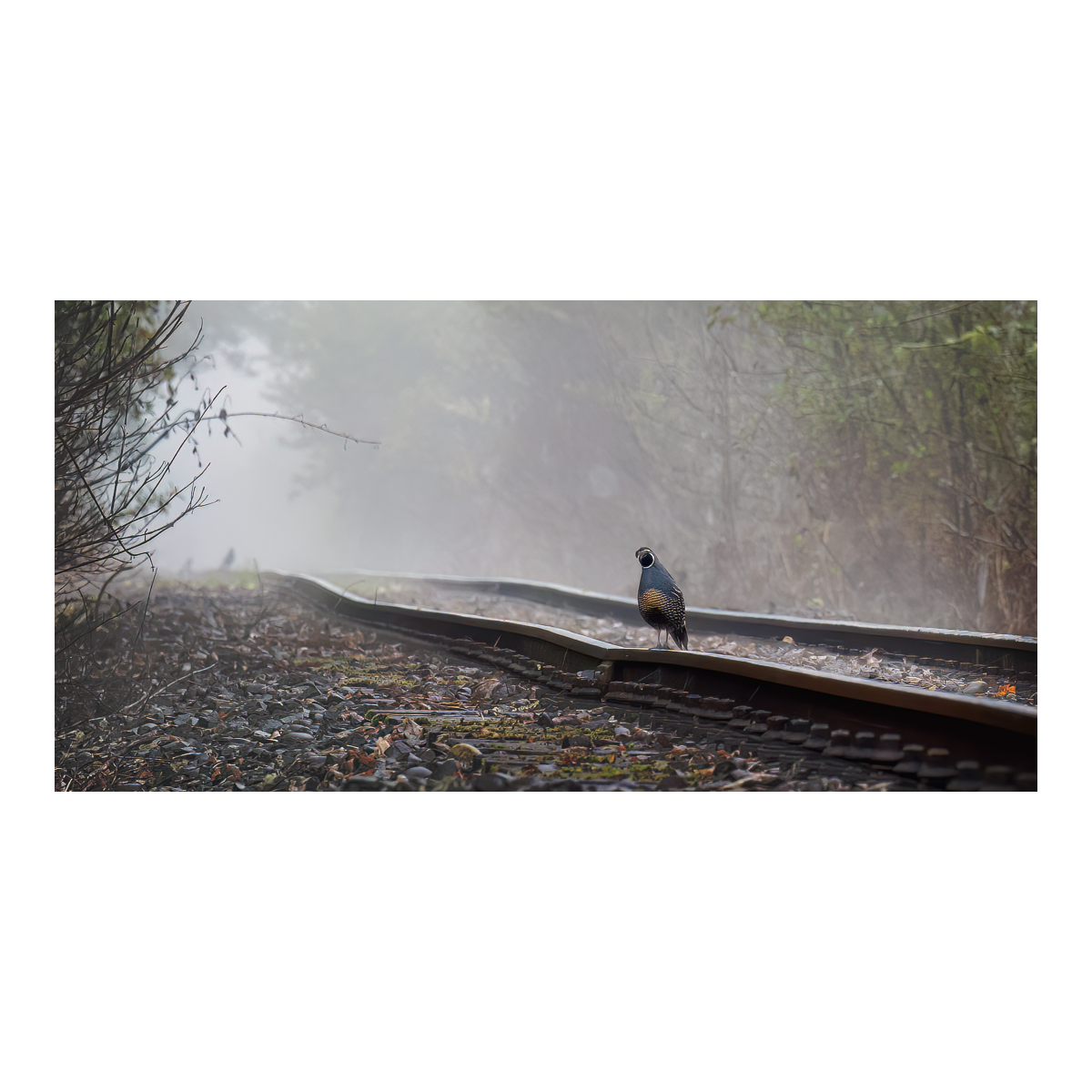 Bird on a Rail