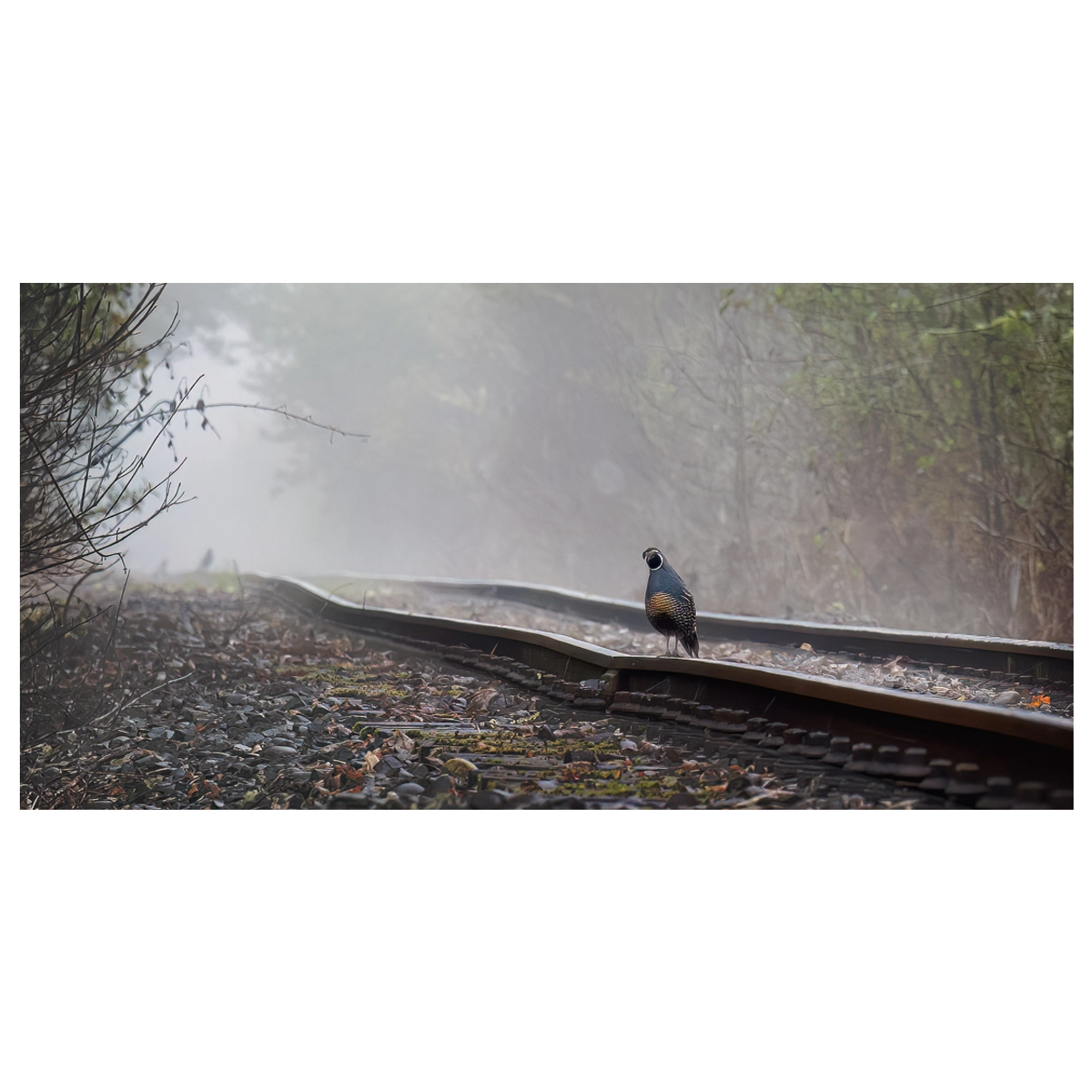 Solitary quail perched on an old railway in Ohura on a misty morning.