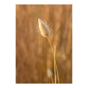 Bunny Tail Grass