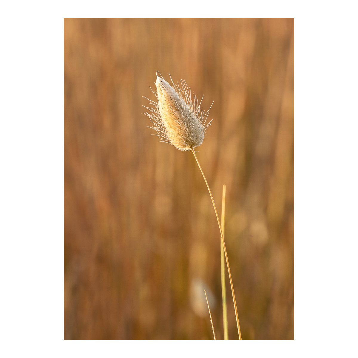 Bunny Tail Grass