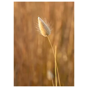 Bunny tail grass flower in sand dunes at sunrise.