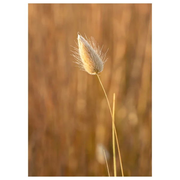 Bunny Tail Grass