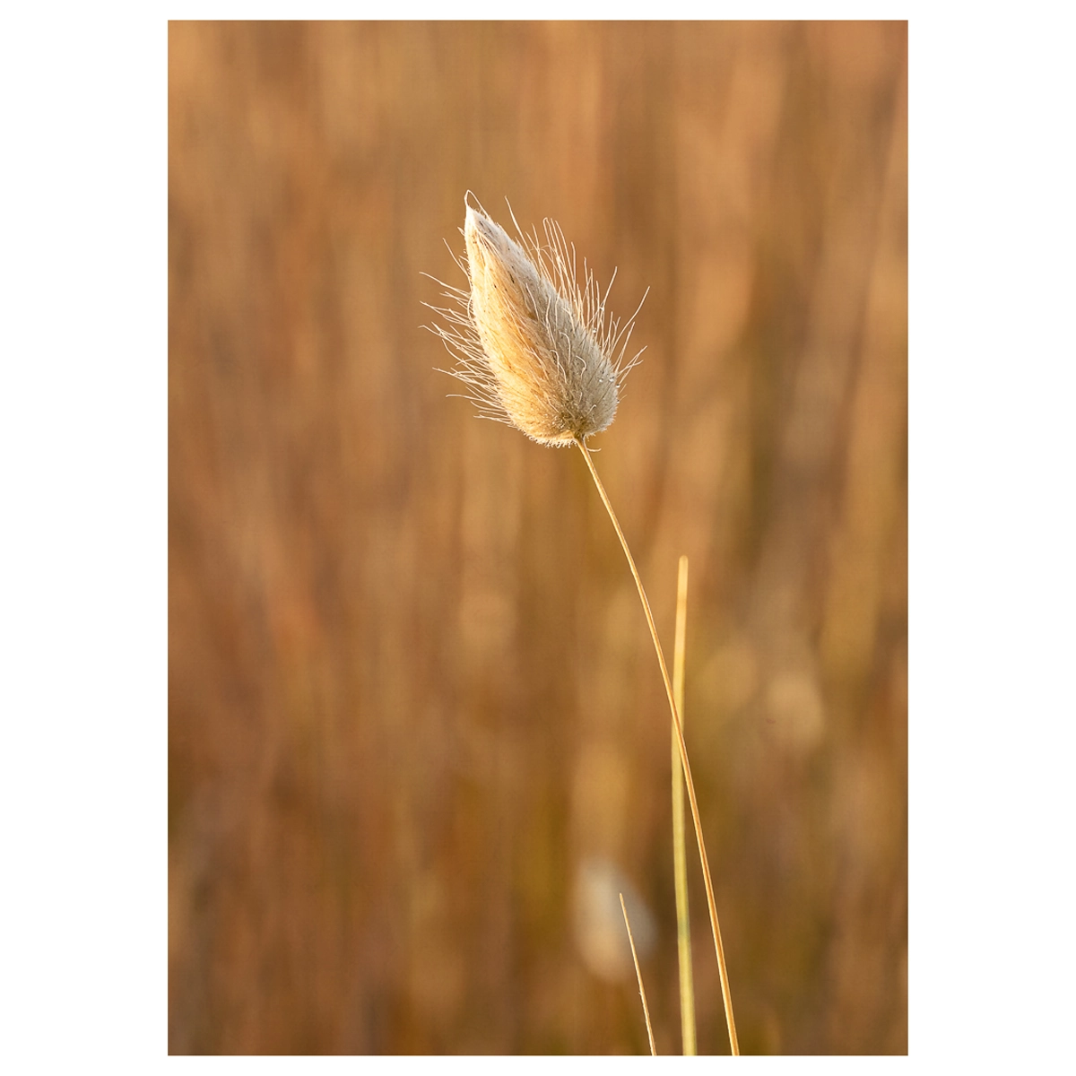 Bunny tail grass flower in sand dunes at sunrise.