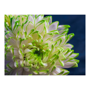 Chrysanthemum