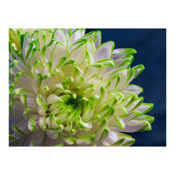 White with green tips Chrysanthemum