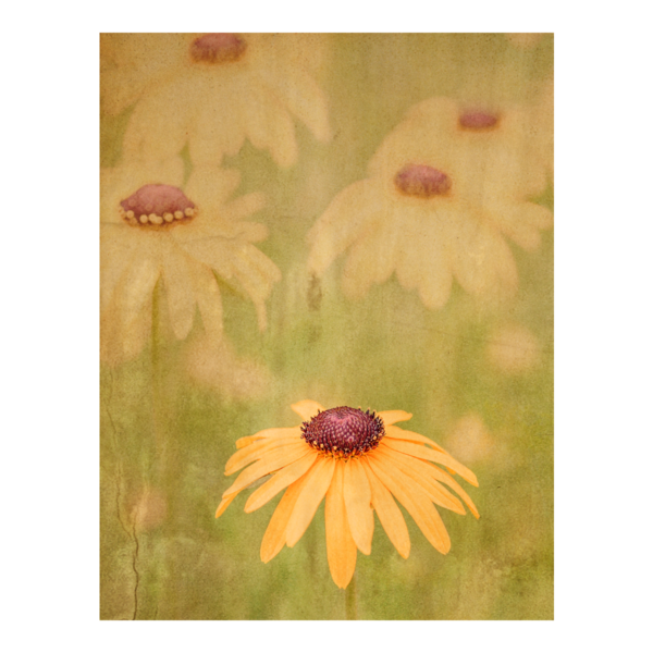 Field of Daisies