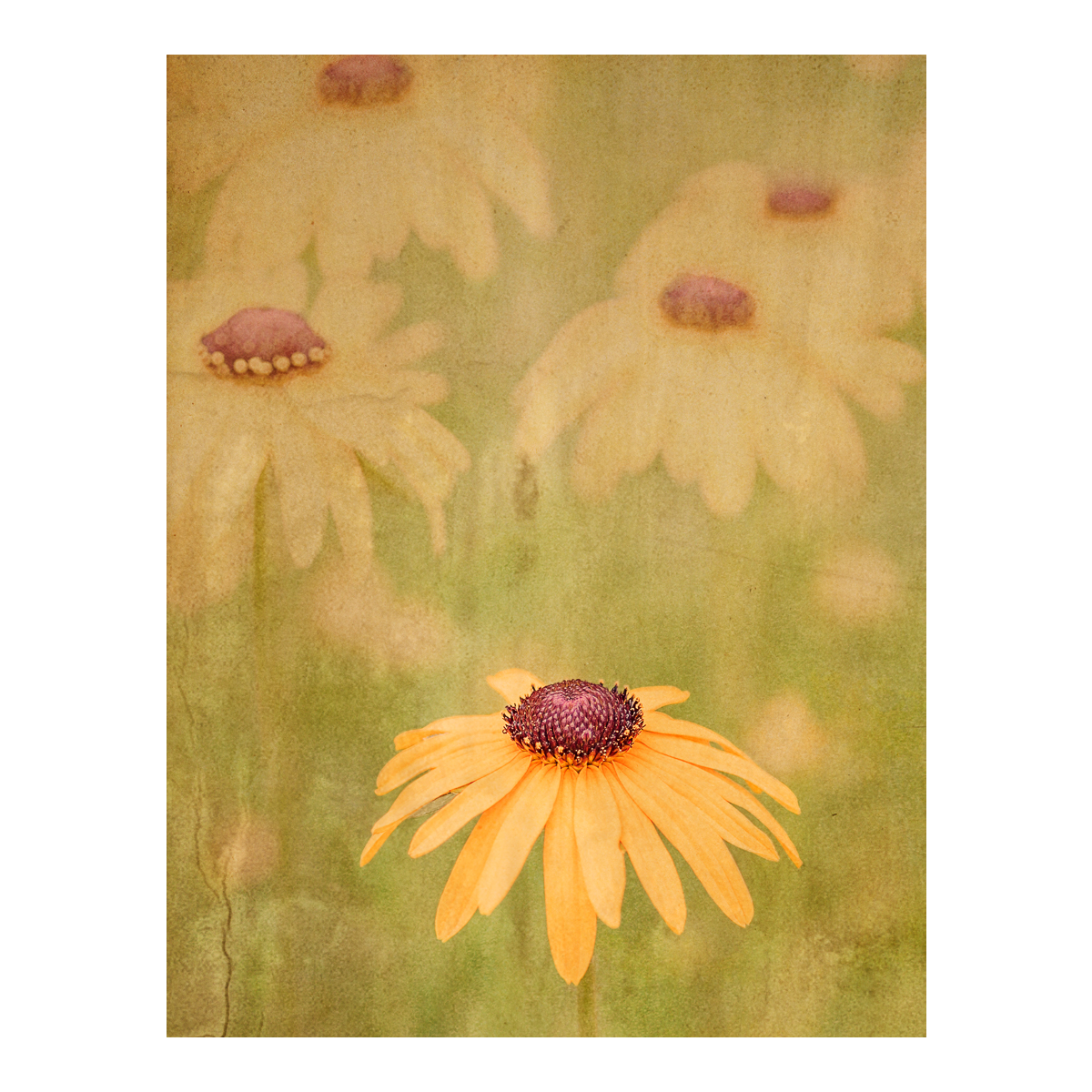 Field of Daisies