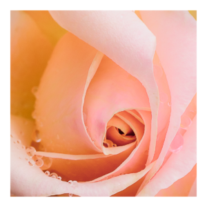 Dew Drops on Rose