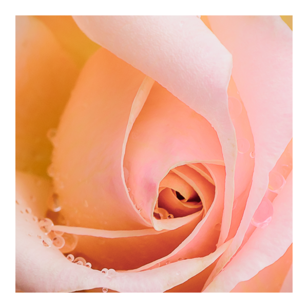 Dew Drops on Rose