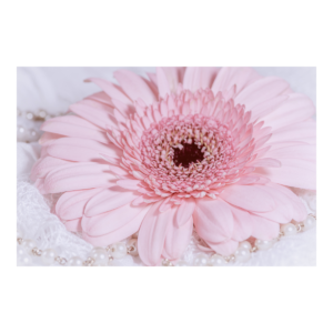 Gerbera