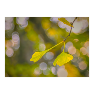 Gingko Leaf