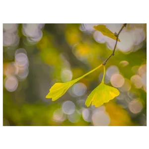 Vibrant yellow-green gingko leaf against a bokeh background formed by light through the tree.