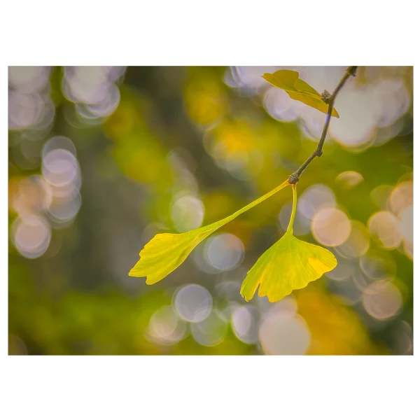 Vibrant yellow-green gingko leaf against a bokeh background formed by light through the tree.