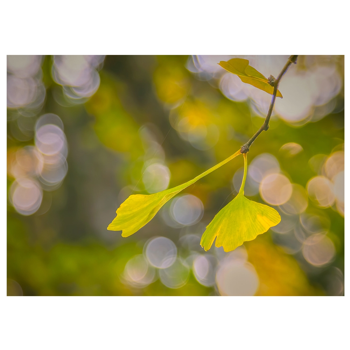 Vibrant yellow-green gingko leaf against a bokeh background formed by light through the tree.