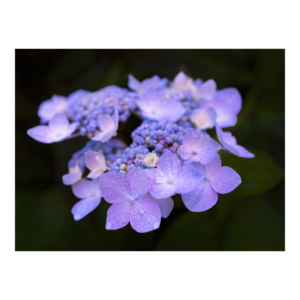 Hydrangea