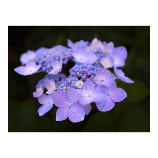 Purple Hydrangea flower with dew