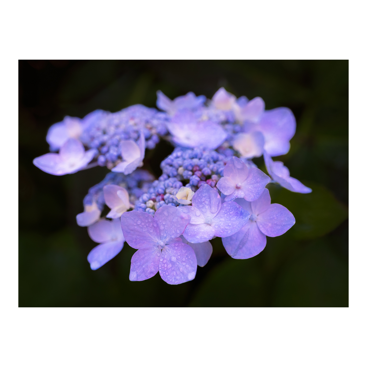 Purple Hydrangea flower with dew