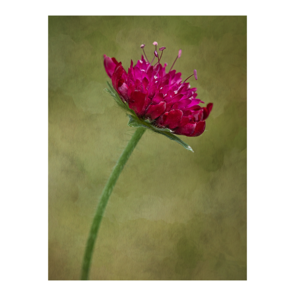 Single Magenta Scabiosa Bloom