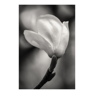 Magnolia in Black and White