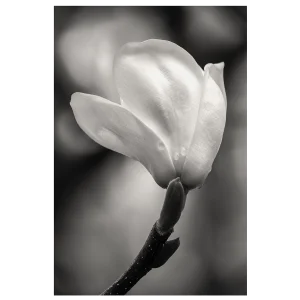 Black and white close-up of a magnolia flower showing petal details and soft textures.