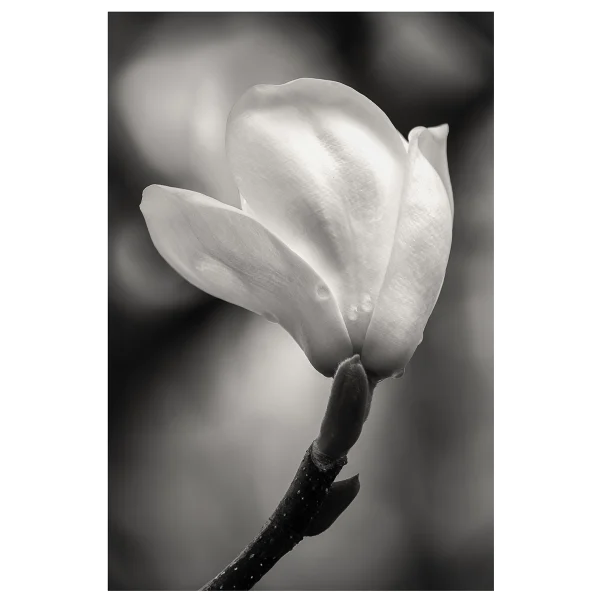 Magnolia