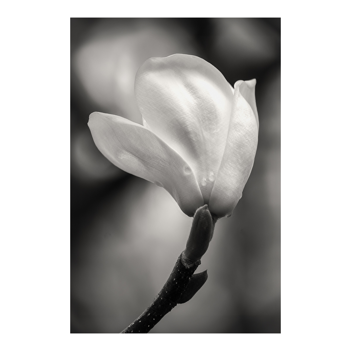 Magnolia in Black and White