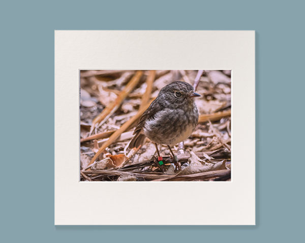 Toutouwai North Island Robin