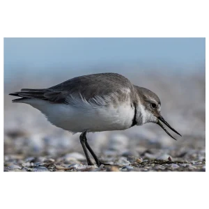 Ngutu pare (Wrybill) feeding on the shoreline