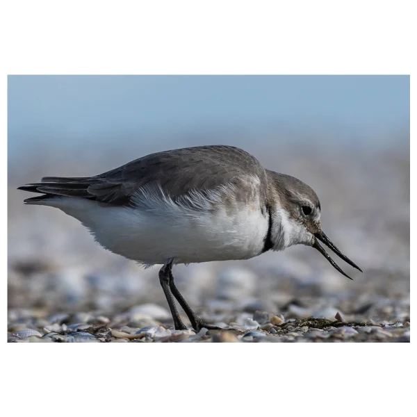 Ngutu pare (Wrybill) feeding on the shoreline