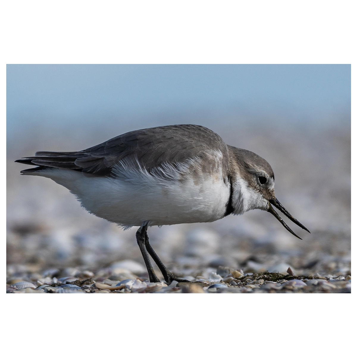 Ngutu pare (Wrybill) feeding on the shoreline