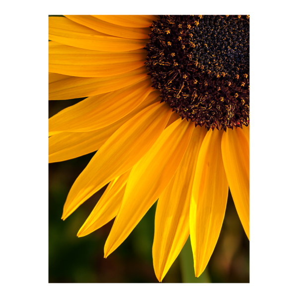 sunflower in the sun