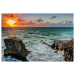 Sunset view of Muriwai Gannet Colony with waves crashing against cliffs and birds nesting.