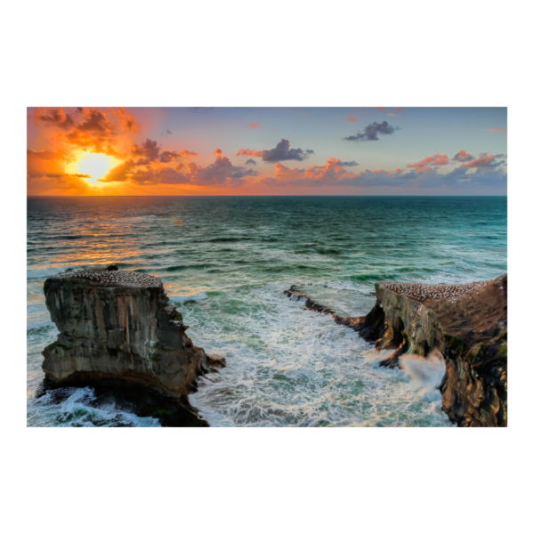 Looking over the Muriwai Gannet Colony at Sunset