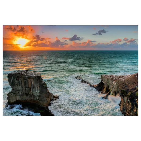 Sunset view of Muriwai Gannet Colony with waves crashing against cliffs and birds nesting.