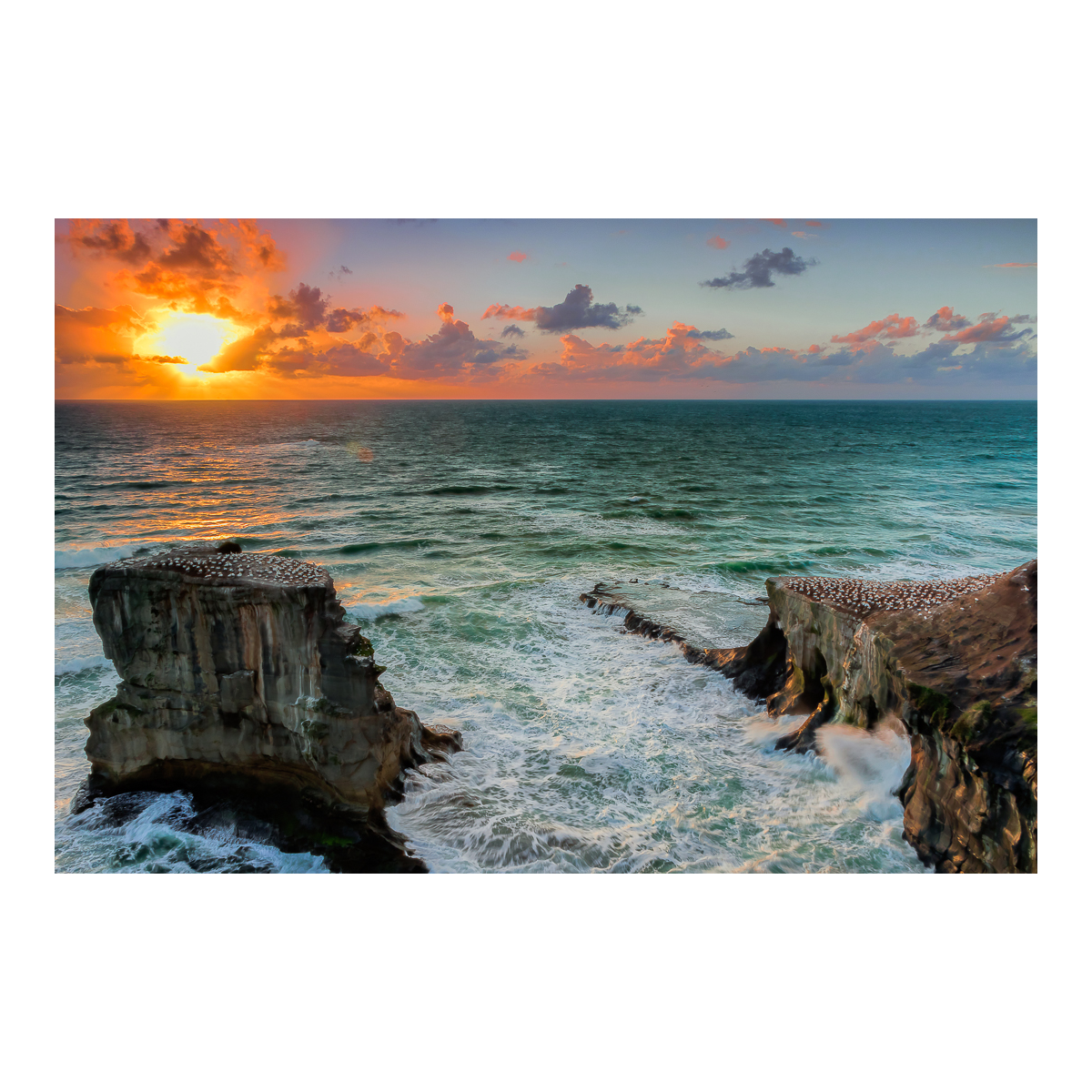 Looking over the Muriwai Gannet Colony at Sunset